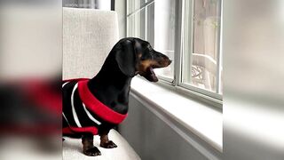 Starbox Dachshunds Compilation Chapter 69