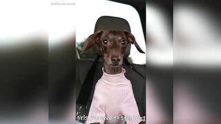 Starbox Dachshunds Compilation Chapter 69