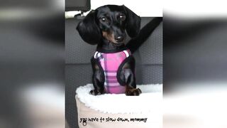 Starbox Dachshunds Compilation Chapter 69