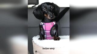 Starbox Dachshunds Compilation Chapter 69