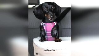 Starbox Dachshunds Compilation Chapter 69