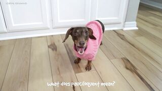 Starbox Dachshunds Compilation Chapter 69