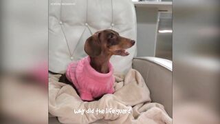 Starbox Dachshunds Compilation Chapter 69