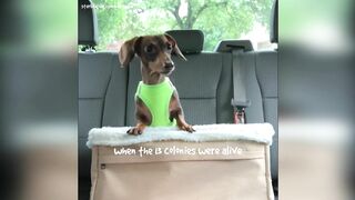 Starbox Dachshunds Compilation Chapter 69