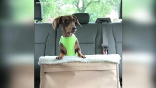 Starbox Dachshunds Compilation Chapter 69