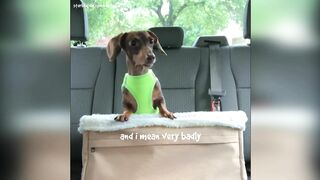 Starbox Dachshunds Compilation Chapter 69