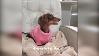 Starbox Dachshunds Compilation Chapter 69