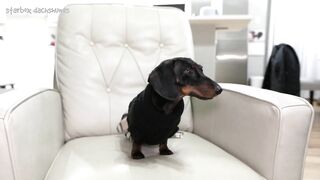 Starbox Dachshunds Compilation Chapter 69