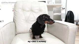 Starbox Dachshunds Compilation Chapter 69