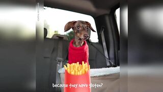 Starbox Dachshunds Compilation Chapter 69