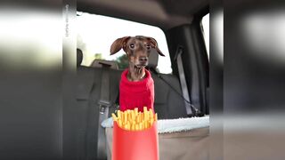 Starbox Dachshunds Compilation Chapter 69