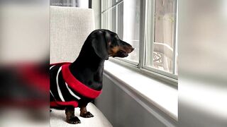 Starbox Dachshunds Compilation Chapter 69