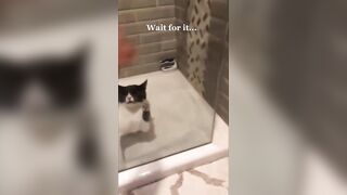 Cats Fails Compilation - you laugh you lose