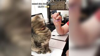 Cats Fails Compilation - you laugh you lose