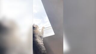 Cats Fails Compilation - you laugh you lose