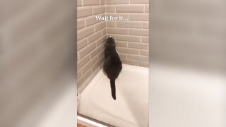 Cats Fails Compilation - you laugh you lose