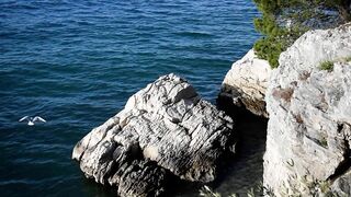 Nature Therapy - Soothing Sea Waves - Seagull flying over the wild beach - Anxiety and Stress Relief