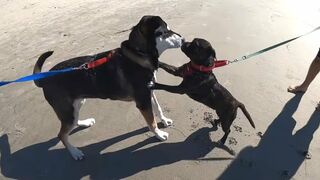 Taking our Dog to the Beach for the first time