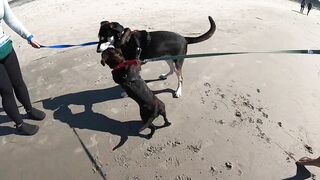 Taking our Dog to the Beach for the first time