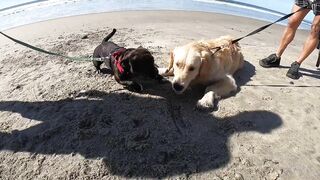 Taking our Dog to the Beach for the first time