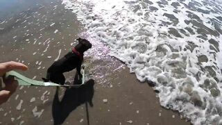 Taking our Dog to the Beach for the first time