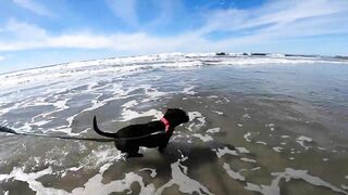 Taking our Dog to the Beach for the first time