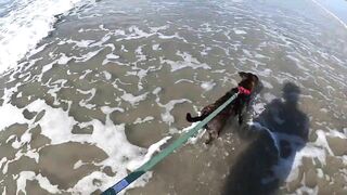 Taking our Dog to the Beach for the first time