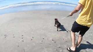 Taking our Dog to the Beach for the first time