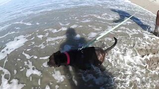 Taking our Dog to the Beach for the first time