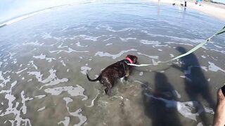 Taking our Dog to the Beach for the first time