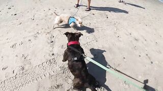 Taking our Dog to the Beach for the first time