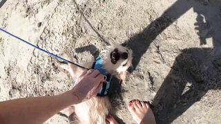 Taking our Dog to the Beach for the first time