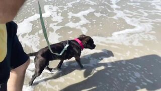 Taking our Dog to the Beach for the first time