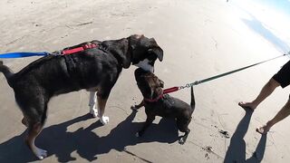 Taking our Dog to the Beach for the first time