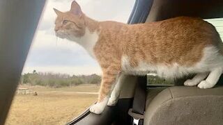 Cat and Dog Road Trip to the Beach! Marlin riding out the truck window like a dog. Funny cat video!