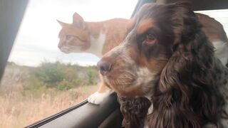 Cat and Dog Road Trip to the Beach! Marlin riding out the truck window like a dog. Funny cat video!