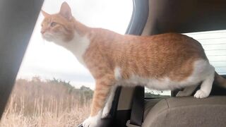 Cat and Dog Road Trip to the Beach! Marlin riding out the truck window like a dog. Funny cat video!