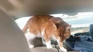 Cat and Dog Road Trip to the Beach! Marlin riding out the truck window like a dog. Funny cat video!