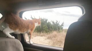 Cat and Dog Road Trip to the Beach! Marlin riding out the truck window like a dog. Funny cat video!