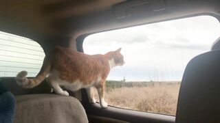 Cat and Dog Road Trip to the Beach! Marlin riding out the truck window like a dog. Funny cat video!