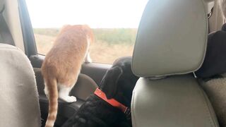 Cat and Dog Road Trip to the Beach! Marlin riding out the truck window like a dog. Funny cat video!