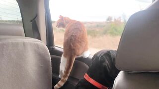 Cat and Dog Road Trip to the Beach! Marlin riding out the truck window like a dog. Funny cat video!