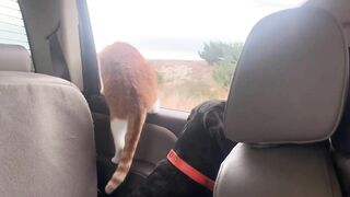 Cat and Dog Road Trip to the Beach! Marlin riding out the truck window like a dog. Funny cat video!