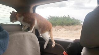 Cat and Dog Road Trip to the Beach! Marlin riding out the truck window like a dog. Funny cat video!