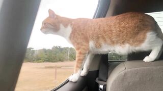 Cat and Dog Road Trip to the Beach! Marlin riding out the truck window like a dog. Funny cat video!