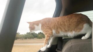 Cat and Dog Road Trip to the Beach! Marlin riding out the truck window like a dog. Funny cat video!