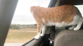 Cat and Dog Road Trip to the Beach! Marlin riding out the truck window like a dog. Funny cat video!