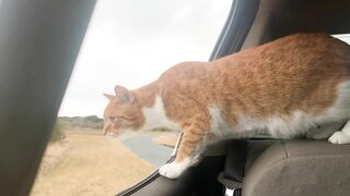 Cat and Dog Road Trip to the Beach! Marlin riding out the truck window like a dog. Funny cat video!