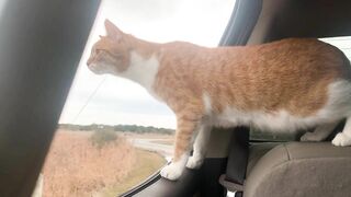 Cat and Dog Road Trip to the Beach! Marlin riding out the truck window like a dog. Funny cat video!