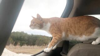 Cat and Dog Road Trip to the Beach! Marlin riding out the truck window like a dog. Funny cat video!